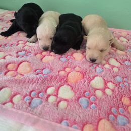 Girl 1 - Black female Scottish Terrier puppy in Utah from TnT Scotties