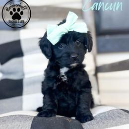 Cancun - Black female Goldendoodle puppy in Anderson, South Carolina from Brinkerhoff Doodle Farm