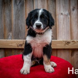 Border Collie, Golden Retriever, and Sporty Mix Puppies from Turbo Border Collies & Coltrievers