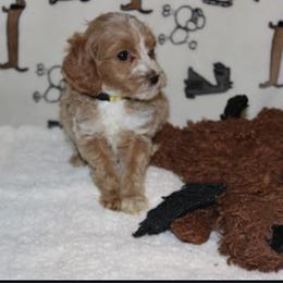 Australian Labradoodle, Bernedoodle, Goldendoodle, Poodle, and Sheepadoodle Puppies from Sutton Place Doodles
