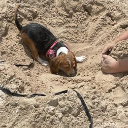 Beagle Puppies from Beech Grove Beagles