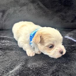 Mojo - White male Maltipoo puppy in Raleigh, North Carolina from Loveable Litters