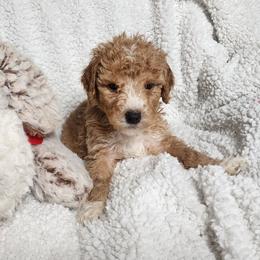 Dark Green - Red  male Goldendoodle puppy in Cumming, Georgia from Chattahoochee Kennels
