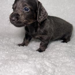 Dachshund Puppies from Mini Dachshund Pups LB