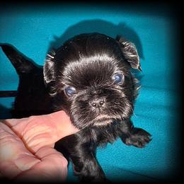 Shih Tzu Puppies from T-Amore Shih Tzu