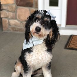 Bailey - Bernedoodle