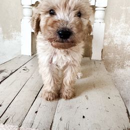 Tarzan - Goldendoodle puppy from Nolie Doodles