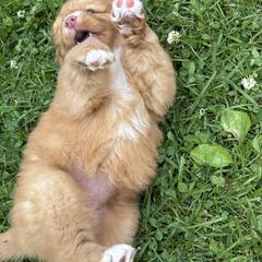 Boerboel and Nova Scotia Duck Tolling Retriever Puppies from Voyageur Kennels
