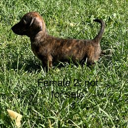 Dachshund Puppies from Sunshine’s Dachshunds