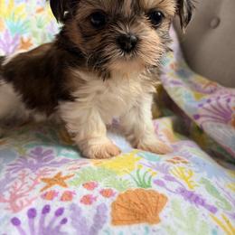 Will - Gold and white male Shih Tzu puppy in Hemet, California from Aloha Shih Tzu