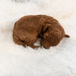 Ginger - Red  female Poodle puppy in Chapel Hill, North Carolina from Cyndi’s Poodles