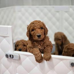 Red Collar - Red  male Goldendoodle puppy in Auburn, Kansas from Puppy Paradise:  English Mastiff Puppies & Standard Goldendoodle Puppies