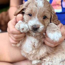 Daisy - Buff female Cockapoo puppy in Denver, Pennsylvania from Greenview Puppies