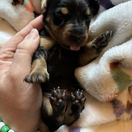 Tony - Black and tan male Dachshund puppy in Jacksonville, North Carolina from Lizzie’s Doxies