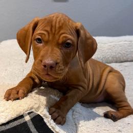 Blaze - Golden rust male Vizsla puppy in Dundee, Iowa from CBJ Vizslas