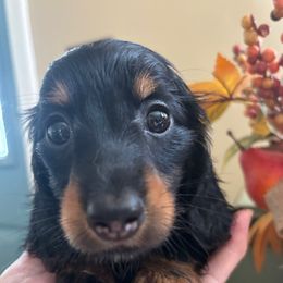 Utah - Black and tan male Dachshund puppy in Argos, Indiana from TKO Doxies