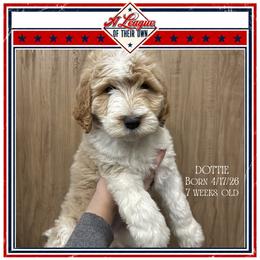 Dottie - Parti female Goldendoodle puppy in North Conway, New Hampshire from Arbor Grace Doodles
