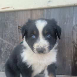 Boy 2 - Australian Shepherd puppy in Grants Pass, Oregon from Kehlani Kai Aussies