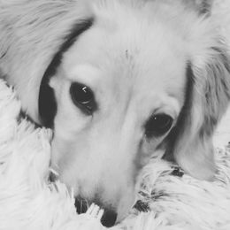 Cody - Dachshund
