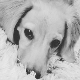 Cody - Dachshund
