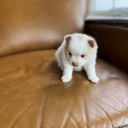 Boone - Cream parti male Pomeranian puppy in Tennessee from Hollis Creek Farm