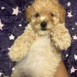 CALVIN - Apricot male Yorkipoo puppy in Gastonia, North Carolina from Dynasty Kennel