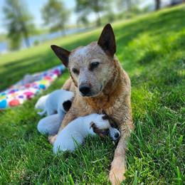 Australian Cattle Dog Puppies from TLC Cattle dogs