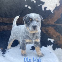 Australian Cattle Dog Puppies from CL Australian Cattle Dogs