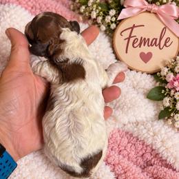 Josi - White female Poodle puppy in Athens, Tennessee from Paws & Kisses