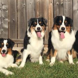 Australian Shepherds from N/a