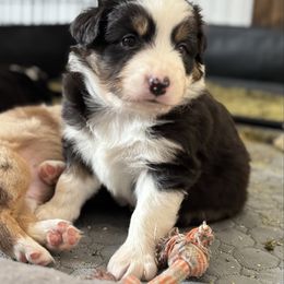 Boy 1 - Black tri male Miniature Australian Shepherd puppy in Pueblo, Colorado from Bear River Ranch LLC