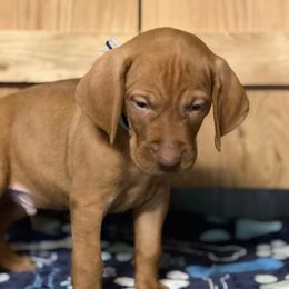 Puppy 8 - Golden rust male Vizsla puppy in Coal Center, Pennsylvania from Waymaker Vizslas