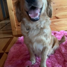 Daisy - Golden Retriever