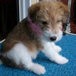 Pearl available and looking for her Fur-ever home - White black and tan female Wire Fox Terrier puppy in Rochester, New York from LT Wire Fox Terriers