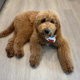 Goldendoodle All Grown Up from Dawnie’s Doodles