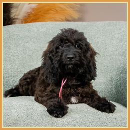 Elea - Black female Cockapoo puppy in Connersville, Indiana from Deaz Doodle Ranch