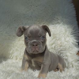 Capri - Tricolors female French Bulldog puppy in Monrovia, Maryland from Frederick Frenchies