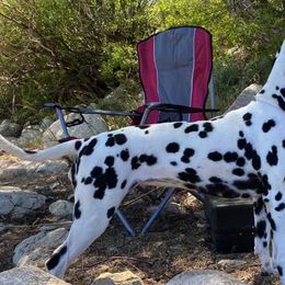 Dalmatians from Sun Dog Dalmatians