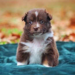 SweetPea-1400 - Red tri-color female Australian Shepherd puppy in Star City, Arkansas from Circle P Farm
