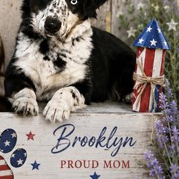 Brooklyn - Miniature Australian Shepherd
