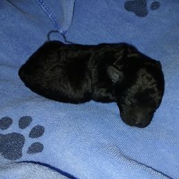 Baby Boy 2 - Black male Poodle puppy in Templeton, Pennsylvania from Precious Poodle Babies
