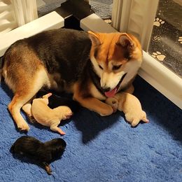 Pug and Shiba Inu Puppies from khshibas-khpugs