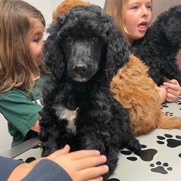 Dark Blue Collar - Black male Poodle puppy in Pendleton, Oregon from Wilks Pups - Standard Poodles