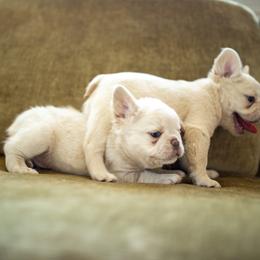 French Bulldog Puppies from Christine's French Bulldogs