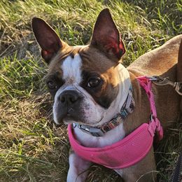 Boston Terrier Puppies from Christy's Boston Butts