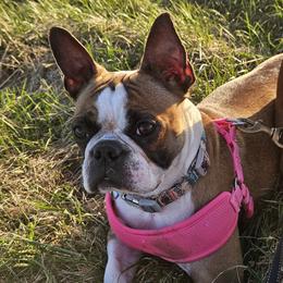 Boston Terrier Puppies from Christy's Boston Butts