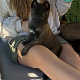 Black Collar Male - Fawn sable male Belgian Malinois puppy in Boise, Idaho from Wings of Freedom Retrievers and Malinois