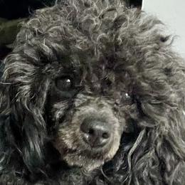 Queenie  - Poodle