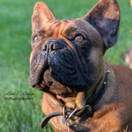 Emmy - French Bulldog