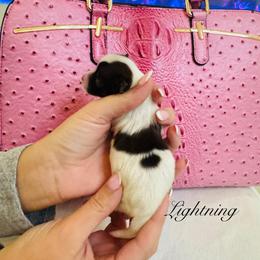 Lightning - Black & tan tri-color male Morkie puppy in Deltona, Florida from Pink Purse Designer Breeds
